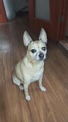 Chihuahua performs tricks in Kaliningrad home