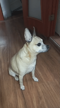 Chihuahua performs tricks in Kaliningrad home