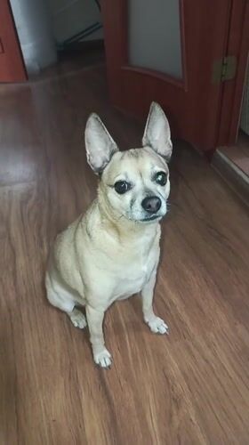 Chihuahua performs tricks in Kaliningrad home