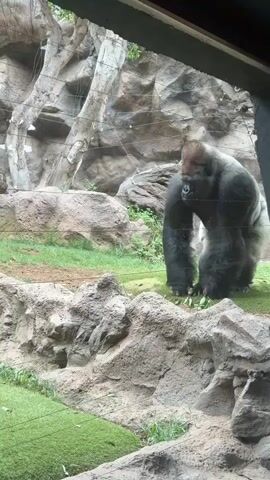 A gorilla is visible in a zoo enclosure. The gorilla is large and silver-backed. It is standing and then sits down on a log. The enclosure is designed to resemble a natural habitat, with rocks, grass, and trees. There are wires or netting visible in the foreground, suggesting it is a viewing barrier. The video is shot from a slightly elevated perspective, looking down into the enclosure.
