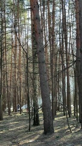 The video shows a sparse, tall pine forest on a sunny day. The ground is covered with dry leaves and twigs, with patches of melting snow visible. A person in a light-colored jacket is standing near a small fire in the distance. Smoke is rising from the fire, which is surrounded by bare tree trunks. A bicycle is parked near the edge of the frame on the left. The camera is still.