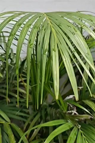 This is a close-up shot of a palm frond. The frond is green and has water droplets on its leaves. The background is blurred and appears to be a light-colored wall.