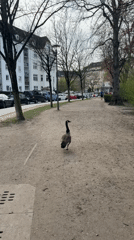 Afternoon park life and carnival activities documented in Kiel
