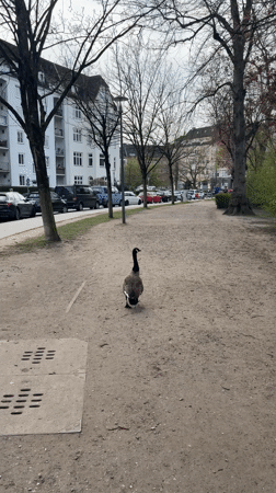 Afternoon park life and carnival activities documented in Kiel