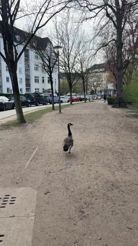 Afternoon park life and carnival activities documented in Kiel