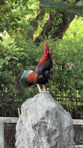 A rooster stands on a gray rock in front of a backdrop of leafy green bamboo. The rooster has a bright red comb, dark feathers on its body, and orange feathers on its neck and shoulders. Some green tint can be seen in its tail feathers. The rooster is facing to the left. At about 0:03, the rooster crows.