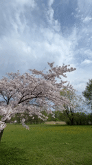 Spring morning captured in Riga park with blooms and pinwheels