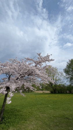 Spring morning captured in Riga park with blooms and pinwheels