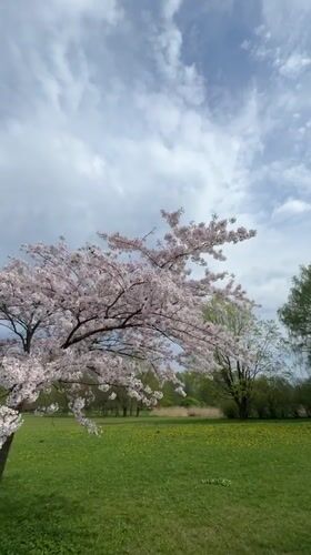 Spring morning captured in Riga park with blooms and pinwheels