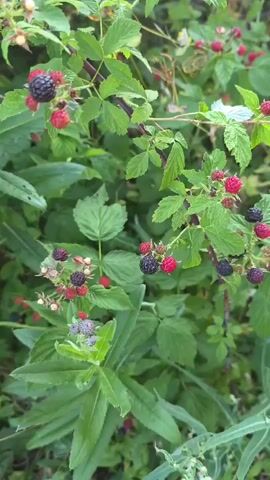 This is a video clip of a raspberry bush in Zhirnovsk, Russia. The bush is laden with ripe raspberries, both red and black, as well as some unripe green berries. The leaves of the bush are a vibrant green, indicating a healthy plant. The video is shot in a close-up perspective, focusing on the details of the berries and leaves. There is no visible text in the video, and no discernible time of day or weather conditions are evident. The overall impression is one of abundance and a successful harvest. The presence of both ripe and unripe berries suggests that the harvest is ongoing or has recently begun. The context of Zhirnovsk, Russia, provides a geographical location for this natural scene.