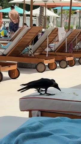 A black crow with its beak open stands on the edge of a white cushioned lounger with a blue towel in the foreground. In the background, several empty wooden lounge chairs with beige cushions are lined up, some with towels draped over them. Behind the lounge chairs, umbrellas are set up. To the far left, a man wearing dark shorts and no shirt stands with his hands on his hips. Other people are visible in the distance near a body of water. The ground is a light-colored tiled surface. Another crow is partially visible behind the first crow.