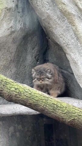 The video shows a Pallas's cat, a wild cat native to Central Asia, sitting on a rock ledge in a man-made habitat that appears to be at a zoo. The cat is positioned in the corner of a rock crevice with a mossy tree branch across its front. It first has its head down but looks up to stare directly at the camera. Background sounds include people talking, including at least one child.