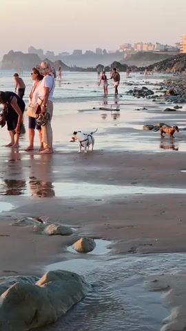 The video shows a beach scene at sunset. In the foreground, there are rocks and wet sand. Several people are walking along the shoreline in the middle ground, some with dogs. In the background, there are more people in the water and buildings on a hill overlooking the beach. The lighting suggests it is late afternoon or early evening, with soft, warm light reflecting on the wet sand.