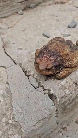 A close-up video shows a toad resting on a cracked concrete surface. The toad appears to have a skin condition or injury on its head and back, with some reddish and darkened areas. The background is blurred and consists of more concrete and small grey stones. The camera slowly pans from left to right, focusing on the toad.