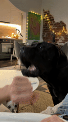 Person plays with large black dog at home