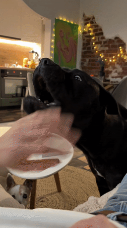 Person plays with large black dog at home