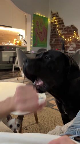 Person plays with large black dog at home
