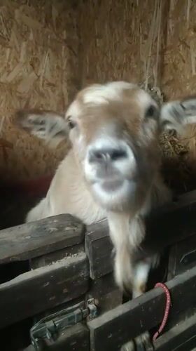 Goats peer over wooden fences in a rustic enclosure
