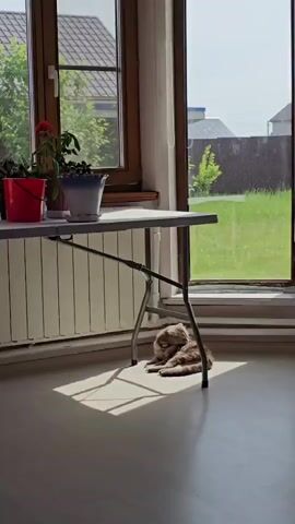 The video shows a fluffy brown cat lying down under a folding table. The cat is in a patch of sunlight that is cast by a window. The window overlooks a grassy area with a fence and some houses in the background. There are plants on top of the table and a radiator beneath it.