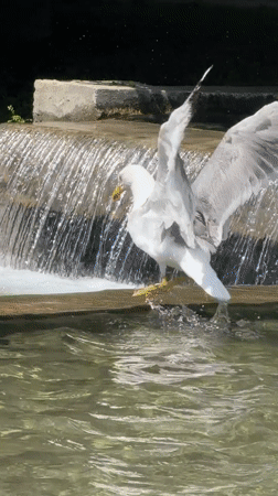 Afternoon at Pleven's fountain square, selfies and sightseeing