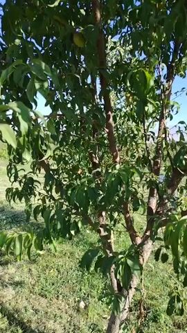 The video shows an up-close view of a fruit tree with several fruits on its branches. The fruits appear to be peaches or nectarines, with some showing a yellowish-green color and others with a blush of red. The tree has green leaves and a brown trunk and branches. The background is blurred but suggests an outdoor setting with sunlight and possibly other vegetation or trees. The camera movement is subtle, providing a gentle panning motion up and around the tree. There are no people visible in the video.