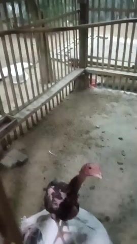A young chicken with brown and black feathers and a red head is standing in a dirt-floored enclosure. The enclosure is made of bamboo poles and has a raised wooden platform running along one side. There is a white object, possibly a bag or container, on the ground in front of the chicken. The chicken is looking to the right and appears to be preening or pecking at something on the white object.