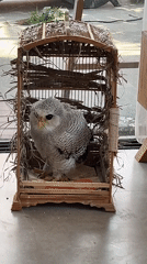 Barred eagle-owl in a wooden cage, Kuta Selatan