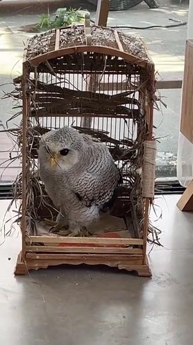 Barred eagle-owl in a wooden cage, Kuta Selatan