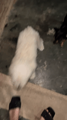 Small dogs documented in Venezuelan home during early morning