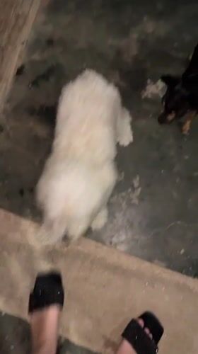 Small dogs documented in Venezuelan home during early morning