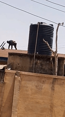 Roof maintenance crew observed working on metal rooftops