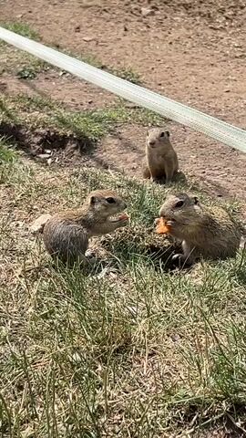 Three small ground squirrels are in a grassy area with loose dirt in the background. A white and green striped hose runs diagonally across the frame in the upper portion. Two of the ground squirrels are in the foreground, sitting and eating pieces of orange food, possibly carrots. The third ground squirrel is positioned behind and between them, also facing forward and appearing to be eating. The ground is covered in short green grass and patches of bare dirt. The lighting suggests it is daytime.