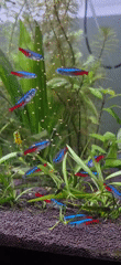 Aquarium life and a pet rabbit in Ussurijsk