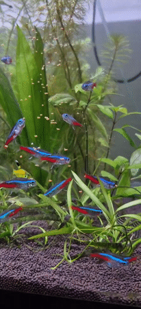 Aquarium life and a pet rabbit in Ussurijsk