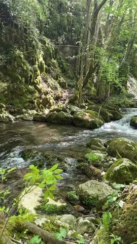 The video shows a stream flowing through a lush green forest. The water is clear and rushes over moss-covered rocks. Sunlight filters through the trees, creating a dappled light effect on the water and surrounding vegetation. The banks of the stream are covered in moss, ivy, and other greenery. The overall impression is of a peaceful and natural setting.