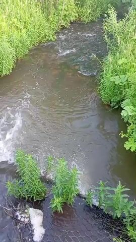 This media file captures a flowing stream in a natural, wooded environment. The stream is the central subject, with its water showing movement and ripples, indicating a gentle current. Lush green vegetation lines both banks of the stream, creating a dense, verdant border. The plants appear to be grasses, reeds, and possibly some larger leafy plants, suggesting a temperate climate and likely a period of growth, such as spring or summer.

The scene is outdoors and appears to be during daylight hours, given the natural lighting on the water and vegetation. The overall mood is peaceful and serene, typical of a natural landscape. There are no people or man-made objects clearly visible in the main part of the stream or its immediate banks, except for what might be a small section of fencing or netting at the very bottom foreground of the image, partially obscured by plants. The water itself is a murky brown or grey color, common for natural streams that might carry sediment. The banks of the stream are uneven, with some areas appearing slightly eroded or containing small, scattered stones. The trees in the background are densely packed, forming a natural canopy that suggests a relatively remote or undeveloped area.

The location is identified as Detkino, Russia. This context suggests a rural or semi-rural setting within Russia. The time of day cannot be precisely determined, but the lighting is consistent with daytime. The weather appears to be calm, with no indication of rain or strong wind, as the water's surface is only disturbed by its flow. The visual information evokes a sense of tranquility and the untouched beauty of nature. No text is visible in the media file.
