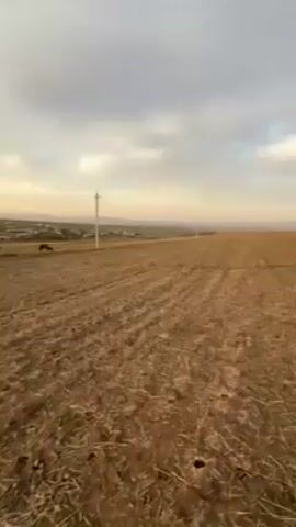 The video shows a wide shot of a rural landscape. The foreground consists of a dry, plowed field with visible rows and scattered straw. In the middle distance, a small village with simple houses and green patches is visible. A few cows are grazing in the area between the field and the village. A utility pole stands upright in the middle ground. The sky is overcast with a mix of gray and soft yellow hues, suggesting either sunrise or sunset. The overall scene conveys a sense of open space and rural simplicity.