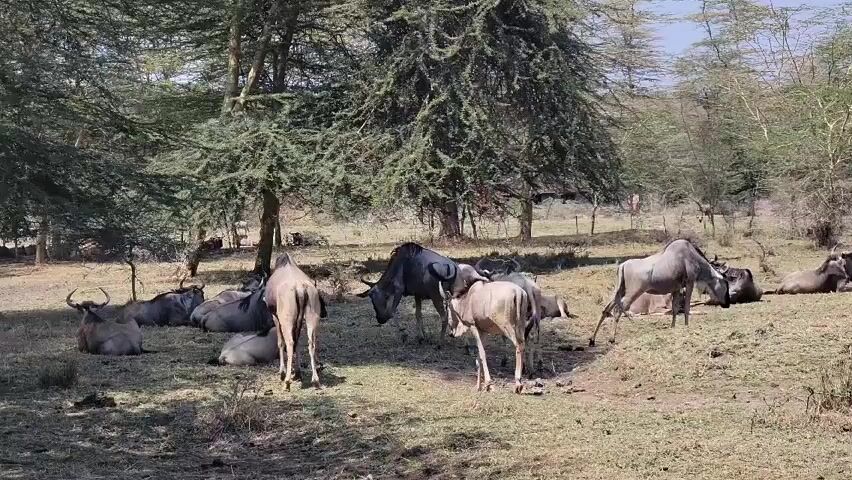 The video depicts a herd of wildebeest in a grassy field with scattered trees. Some of the animals are standing, while others are lying down. The scene appears to be a sunny day in a natural environment.