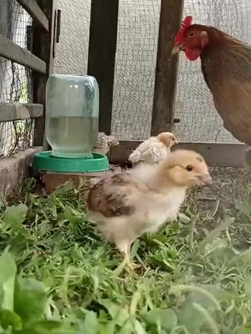 A brown hen and three chicks are in a pen with a dirt floor and grass. There is a jar of water in a green feeder. The hen is on the right, looking at the camera. Two of the chicks are near the water feeder, and one chick is in the foreground. The hen pecks at the ground.