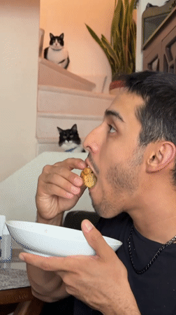 Man and cats observed in Puebla home during evening