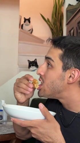 Man and cats observed in Puebla home during evening