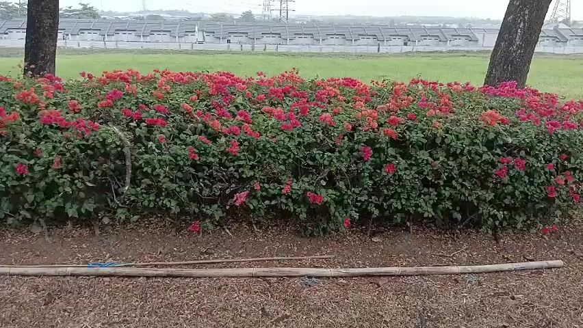 The video shows a row of flowering bushes with red and pink blooms. The bushes are planted in a park-like setting with grass and trees. In the background, there is a row of houses and a cloudy sky. Two trees are visible on either side of the bushes. There are also some bamboo poles and a blue string on the ground in front of the bushes. The camera pans slowly from left to right across the scene.