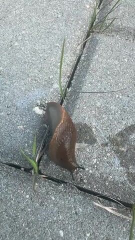 A brown slug is crawling on a grey, cracked pavement. Small blades of grass are growing out of the cracks. The slug is moving from left to right.