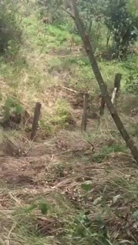 The video shows a close-up, ground-level view of a natural area. It's a mix of dry, straw-like grass, patches of green grass, and some bushes. There are also a few thin, wooden posts sticking out of the ground, likely remnants of a fence. The camera pans slightly upward, revealing more of the slope. The landscape appears untamed and natural, lacking any signs of human maintenance.