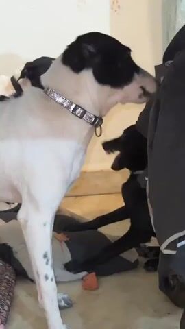 The video shows two dogs. The dog in the foreground is primarily white with black markings on its head and tail and black spots on its legs. It is wearing a sparkly collar. The dog is standing and facing to the right. In the background, a black dog is visible, partially obscured by a dark garment hanging on the right side of the frame. The black dog is sitting or lying down and appears to be barking or panting with its mouth open. Both dogs are indoors, on a floor that appears to be tile or concrete. Cushions and a small orange toy are on the floor. The lighting is dim, and the walls are a light color with some indistinct markings.