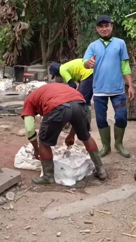 The video shows three men working outdoors in what appears to be a rural or industrial setting. The ground is dirt and debris. In the foreground, two men are bending over a large, white, porous material, possibly natural rubber. They are wearing dark shorts and knee-high green boots. One man is wearing a red shirt, and the other is wearing a bright yellow shirt. The man in the red shirt is holding a tool and seems to be manipulating the white material. The man in the yellow shirt is also bending over the material. Behind them, a third man in a blue shirt and a black cap is standing and giving a thumbs-up gesture. He is also wearing green boots. In the background, there are trees, some crates, and what looks like a small building. The overall impression is of manual labor, possibly related to processing raw materials.