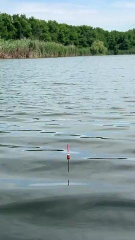 A fishing float bobs on the surface of a lake. The water is calm with gentle ripples. In the background, a line of trees with lush green foliage runs along the shore. The sky above is a pale blue with scattered white clouds. The fishing line extends from the float towards the viewer, out of frame. The scene is peaceful and serene, capturing a moment of quiet solitude by the water.
