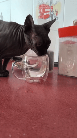 LEGO figures, PS4 games, and a sphynx cat in Bender