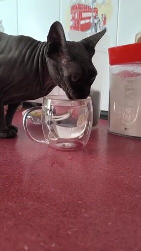LEGO figures, PS4 games, and a sphynx cat in Bender