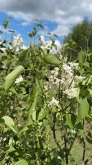 Spring garden life documented in Russian village